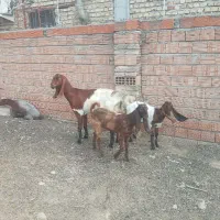 بز  پاکستانی