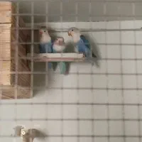 طوطی کوتوله یا برزیلی|پرنده|بندرعباس, |دیوار