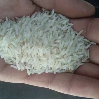 برنج طارم هاشمی وعنبربو