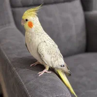 عروس هلندی