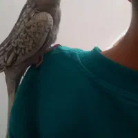 جوجه عروس هلندی نر|پرنده|محمدشهر, زیبادشت|دیوار