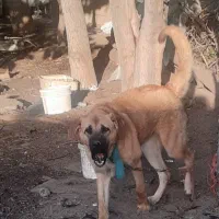 توله ماده ۱۰ ماهه