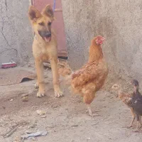 توله سگ گرگی