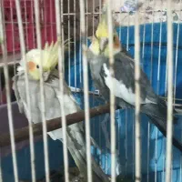 عروس هلندی جفت