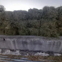 فروش یونجه