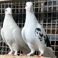 کبوتر  پروازی اس|پرنده|قائم‌شهر, |دیوار