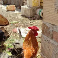 خروس چهل تاج