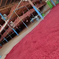 زرشک امسالی (پخش عمده)