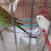 مرغ عشق جفت توافقی