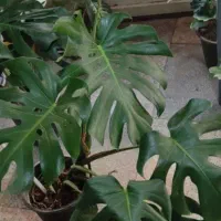 گل همیشه گلدار ماندگار پروین۸۰|حراج|بروجرد, |دیوار