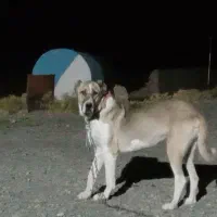 سگ ماده خراسانی