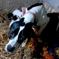 طوله دنبلانی|سگ|مینودشت, |دیوار