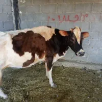 گاو با گوساله نر