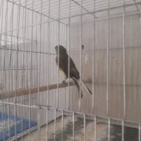 قناری دورگه خاص ابلغ خوشگل وسفید معمولی|پرنده|کرمان, |دیوار