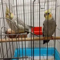 عروس هلندی و فنچ نرگسی