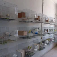 مرغ عشق/فنچ/عروس/کوتوله/الماسی