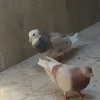 کفتر کبوتر