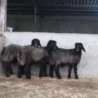 بره.|حیوانات مزرعه|شیراز, کوشک بیدک|دیوار