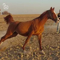 اسب مادیون|اسب و تجهیزات اسب‌سواری|اصفهان, کوی امیریه|دیوار