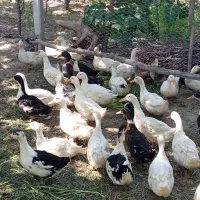 تخم نطفه دار اردک پکنی