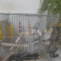 عروس هلندی|پرنده|محمدشهر, کوی بهار|دیوار