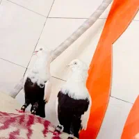 رنگی