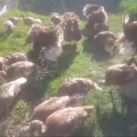 بوقلمون  بربون