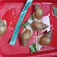 حلزون کلاژن ساز|خزنده|شیراز, شهرک ولیعصر|دیوار