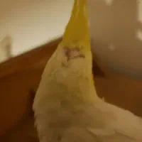 عروس هلندی|پرنده|قم, پردیسان|دیوار