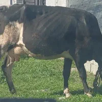 گاو شیری اصل هلشتاین چول مالی