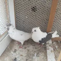۴ عدد کبوتر ماده و ۱ عدد نر