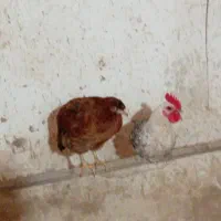 مرغ و خروس