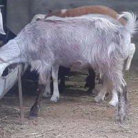 بزدورگ پاکستانی ابستن