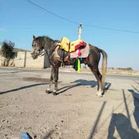اسب