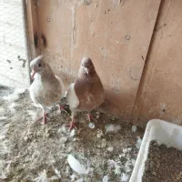 جوجه کفتر کله زرد