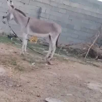 الاغ ماده