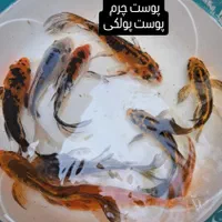 ماهی کوی و اکواریوم اب شور