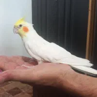 عروس هلندی زیبا وجوان وخونگرم قشنگ|پرنده|زنجان, |دیوار