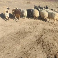 فروش میش بره دار