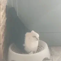 کبوتر کله سفید و دم سفید