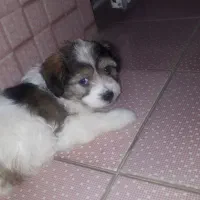 واگذاری بدلیل نداشتن امکانات نگهداری واکسن زده