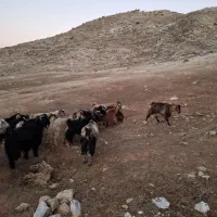 سلام ۲۰ راس بز آبستن جوان|حیوانات مزرعه|زرین آباد, |دیوار