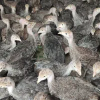 جوجه بوقلمون برنز و بوربون