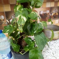 ذرتی بزرگ  گلدون سرامیکی 350 بدون گلدون 300|گل و گیاه طبیعی|شیراز, لشکری‎|دیوار