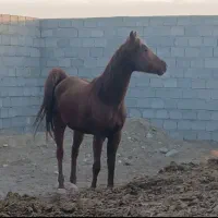 مادیون کره سهیل حج اصغر
