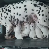 توله دالمیشن