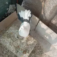 کبوتر دم چتری|پرنده|اصفهان, امیرعرب|دیوار