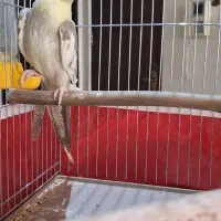 جوجه عروس هلندی دوکت|پرنده|قم, قلعه یزدیها|دیوار