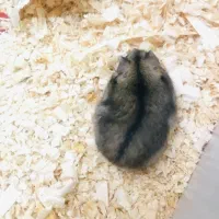 همستر سنجابی|موش و خرگوش|شیراز, زرهی|دیوار