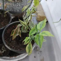 گلفروشی انلاین|گل و گیاه طبیعی|پیر بکران, |دیوار